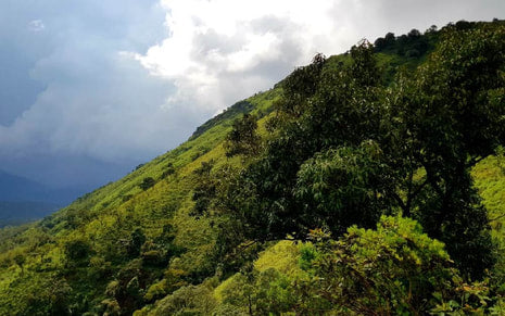 Robusta Move