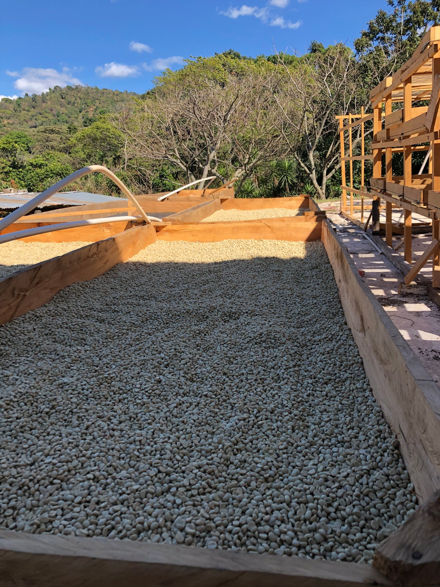 Rebel Yell by Romeo Jimenez