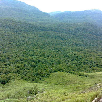 Robusta Move