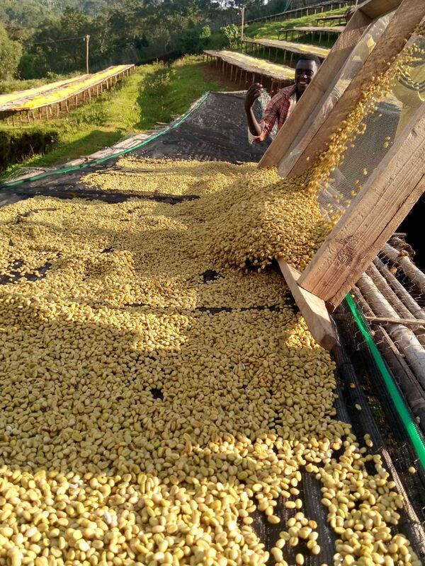 Yirgacheffe