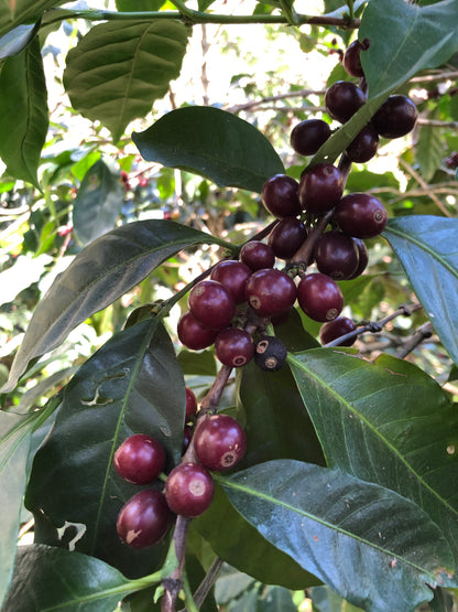 Rebel Yell by Romeo Jimenez