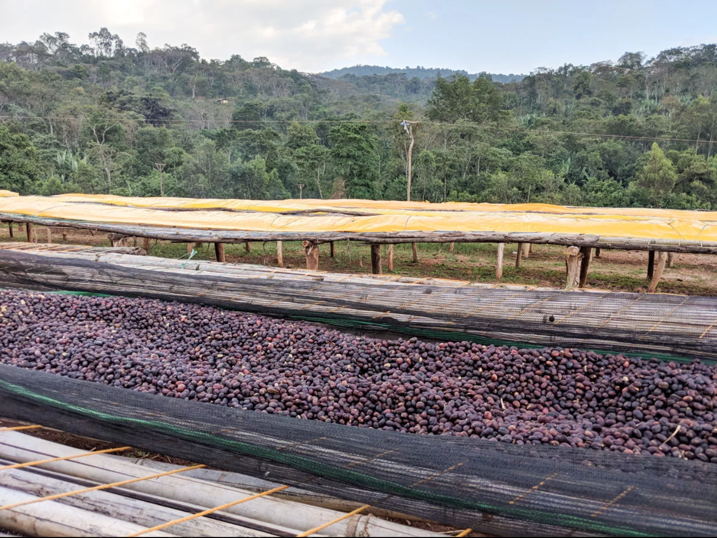 Yirgacheffe