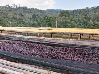 Yirgacheffe